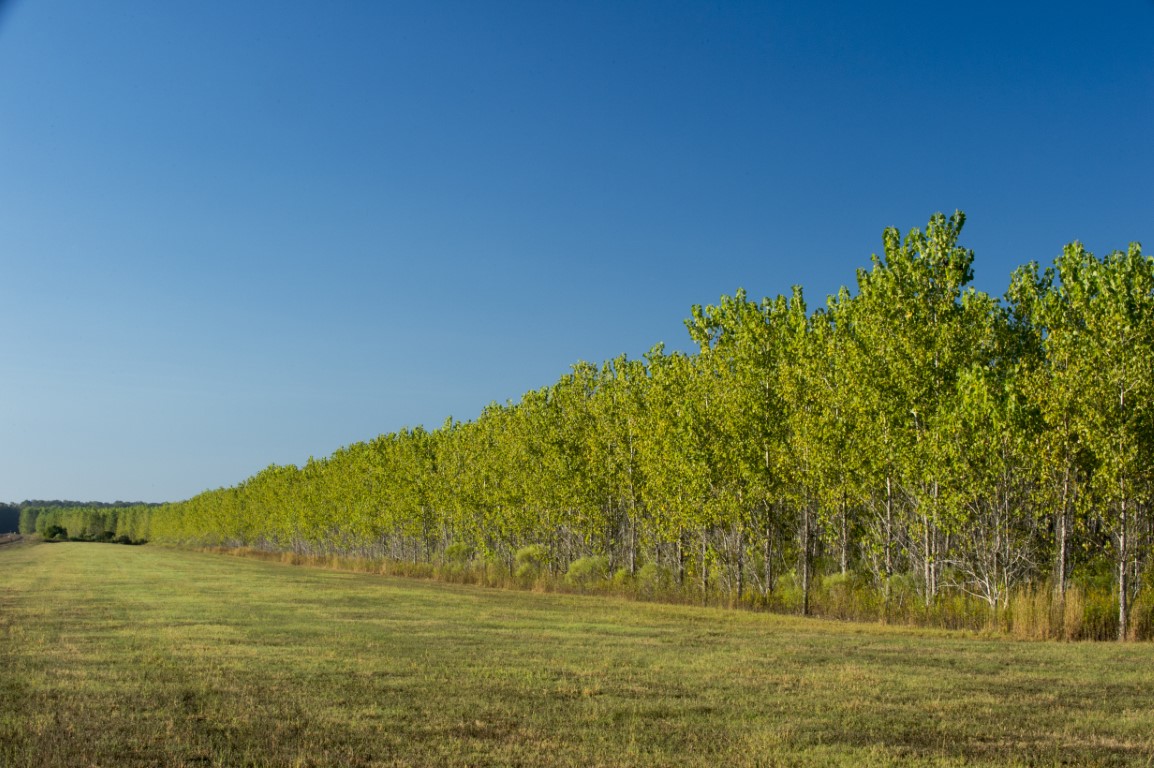 Green Trees October 2016 shoot